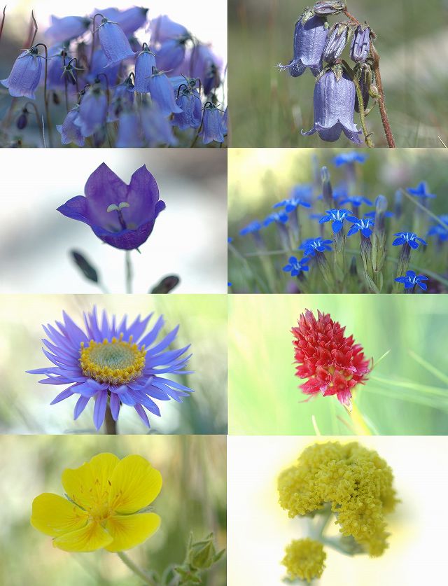 花の種類の多さは今回の旅行で１番だった