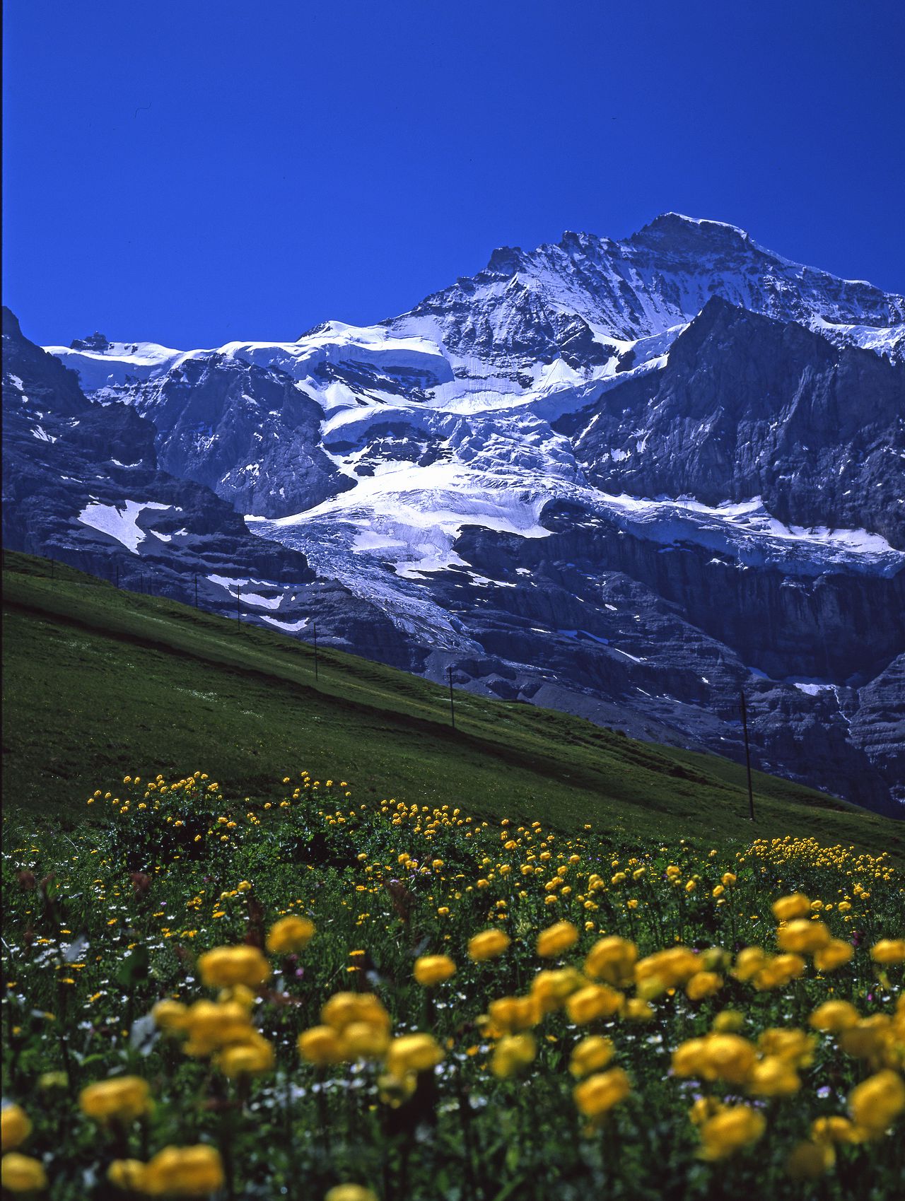 ユングフラウとキンポウゲ