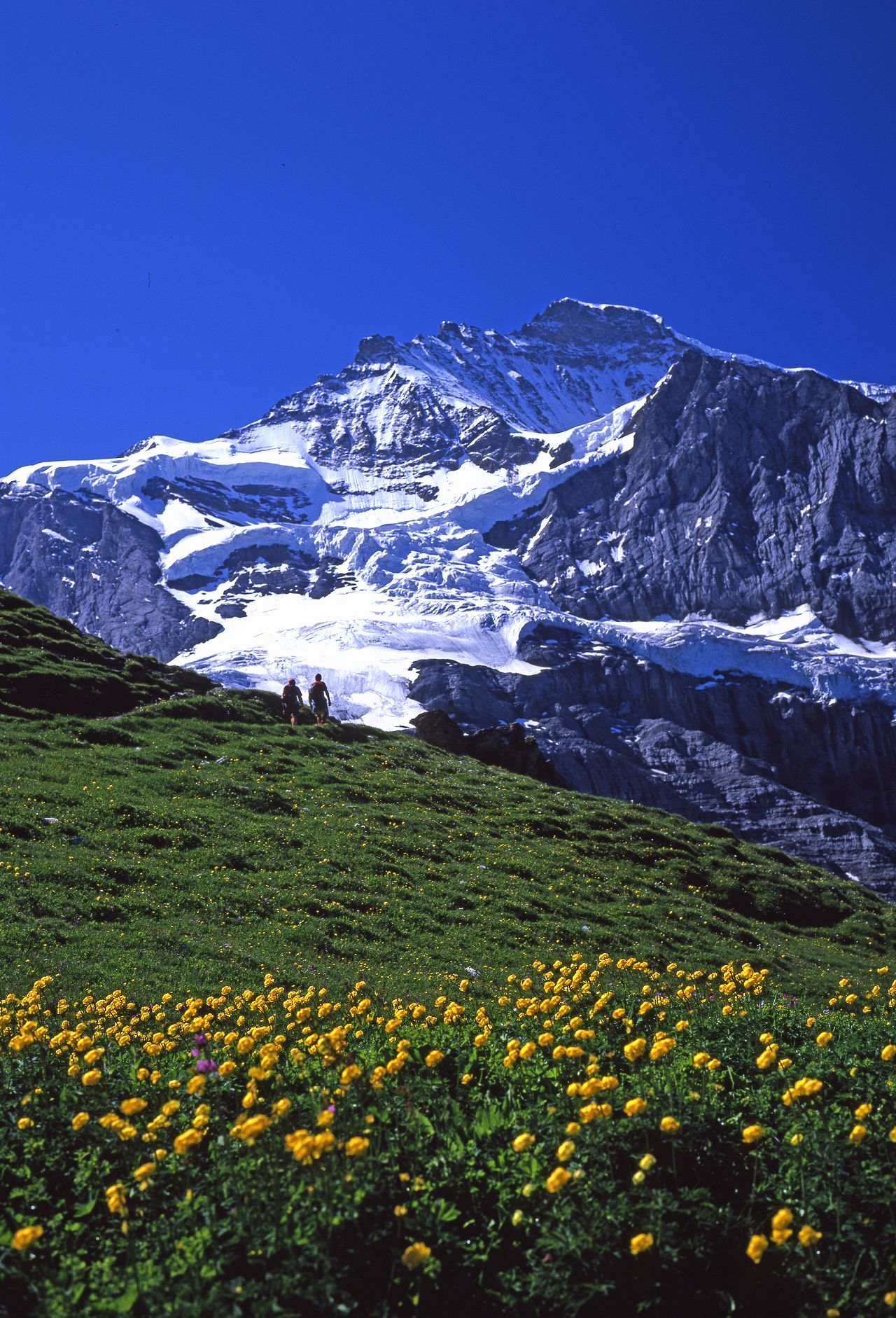 ユングフラウとキンポウゲ